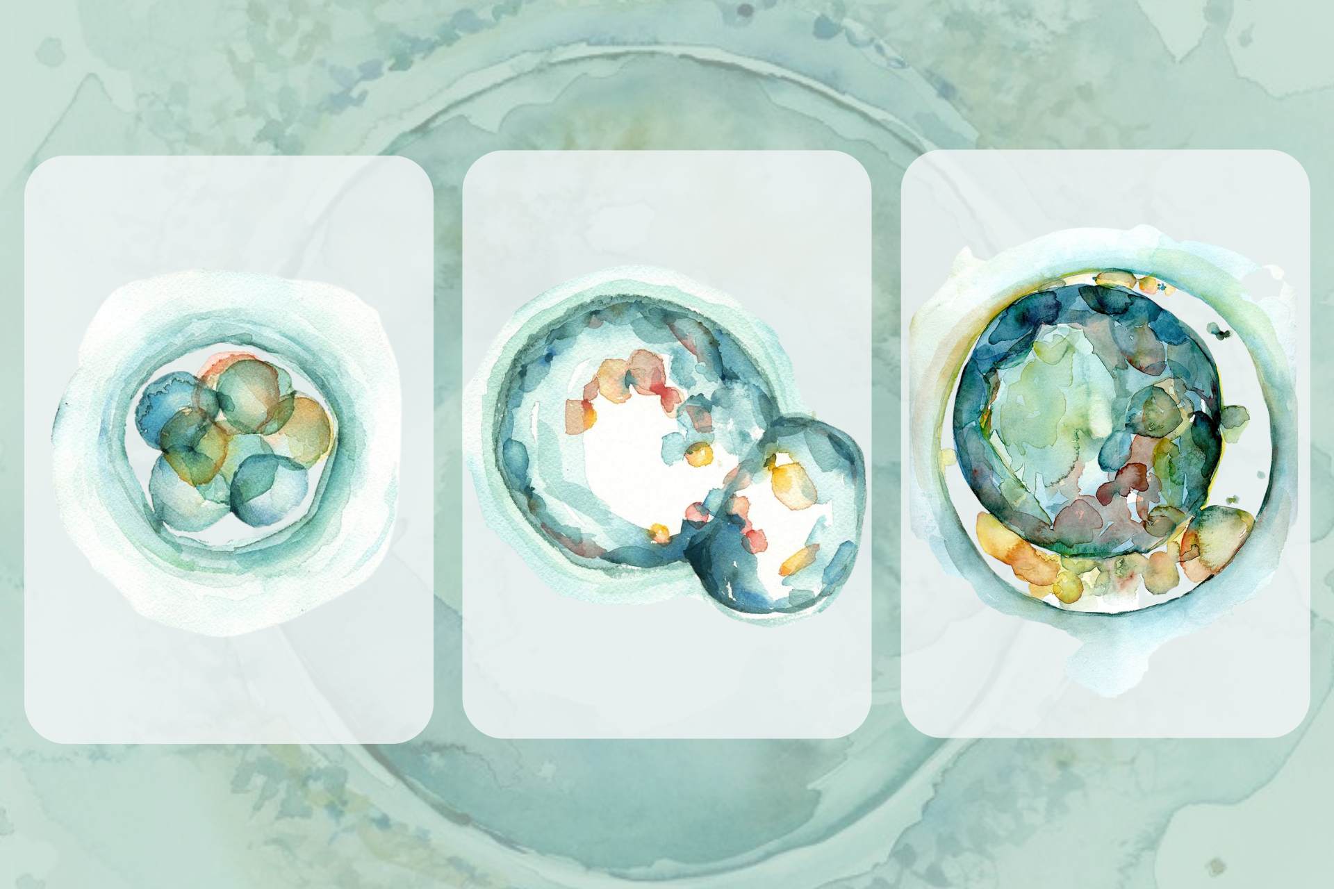 proceso de fertilidad, celula embrion. Acuarelas de Kaitlyn Walsh