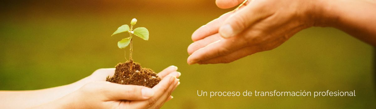 manos que sostienen un retoño en crecimiento, una plantita